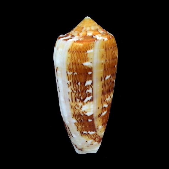 floccatus magdalenae 64,3mm BIG