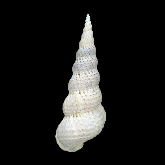 varicosa 62,0mm