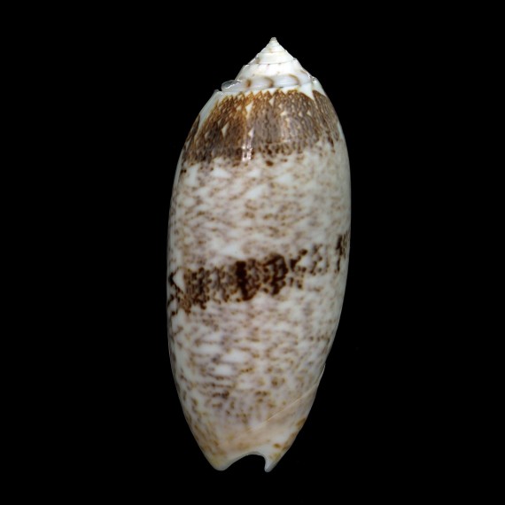 sericea 96,2mm BIG