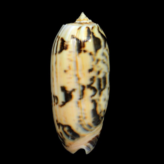 miniacea 93,7mm