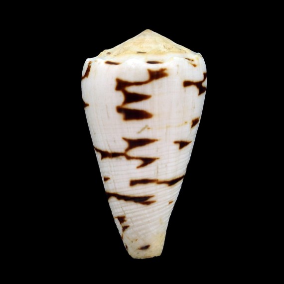 marmoreus "batard" 48,0mm