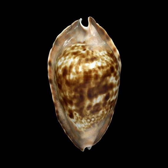 marginata consueta 66,6mm