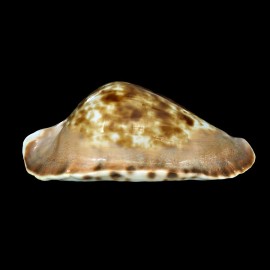 marginata consueta 66,6mm