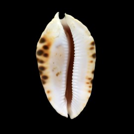 marginata consueta 66,6mm