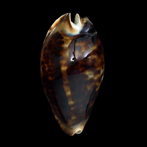 friendii 85,3mm SUPERB