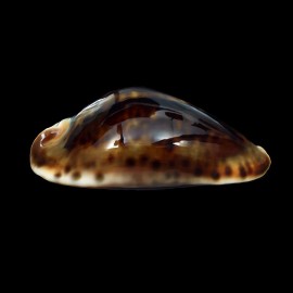 friendii 85,3mm SUPERB