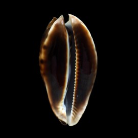 friendii 85,3mm SUPERB
