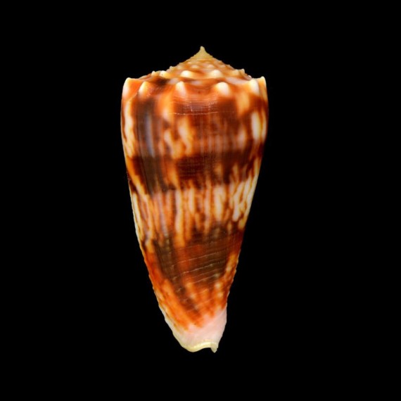 moluccensis