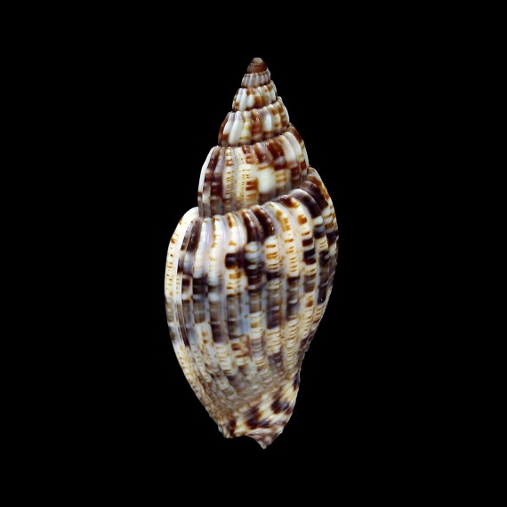 mitraeformis 42,8mm SUPERB