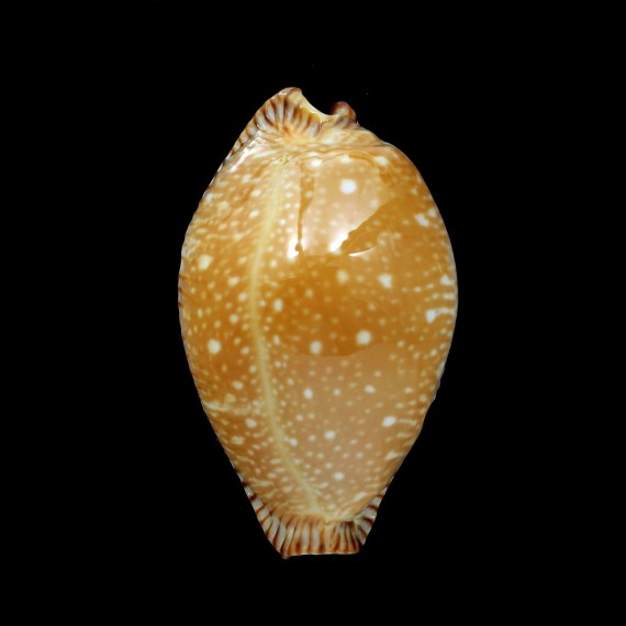 guttata surinensis 55,0mm