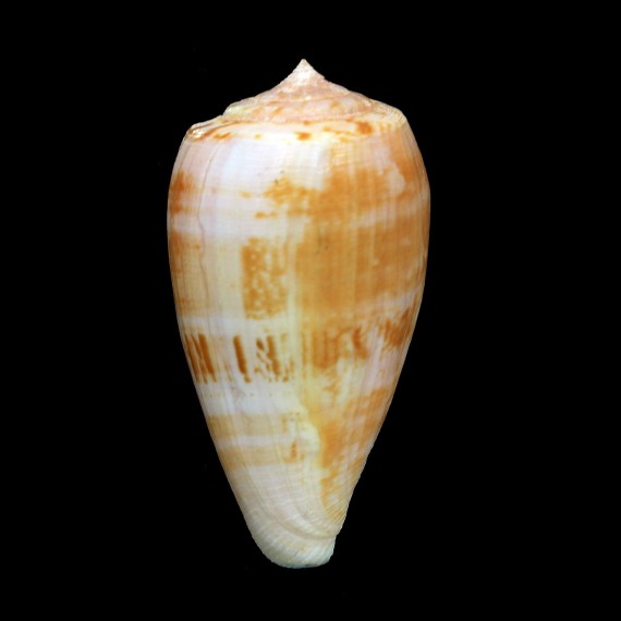 anemone peronianus 80,1mm
