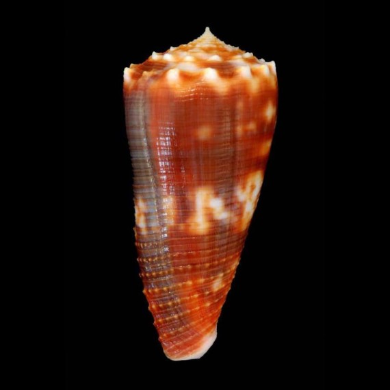 moluccensis