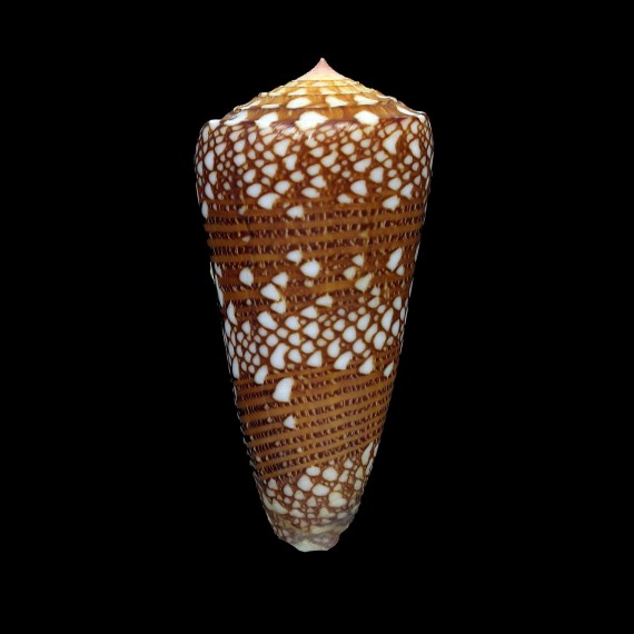 nobilis skinneri 54,4mm STUNNING