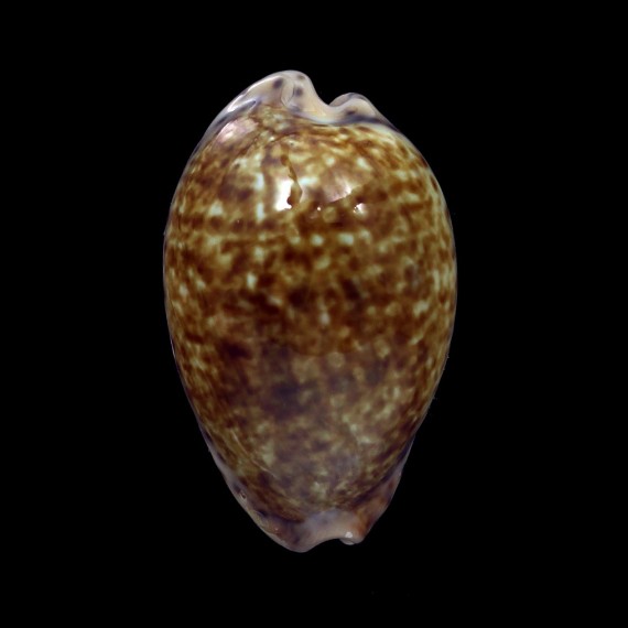 aequinoctialis 37,4mm