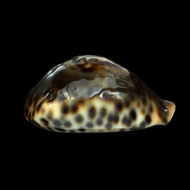fultoni fultoni 63,6mm POR