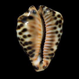fultoni fultoni 63,6mm POR