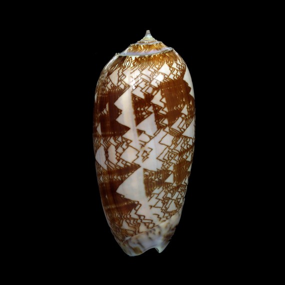 porphyria 72,4mm DWARF