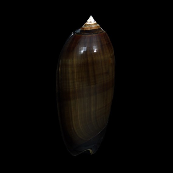 miniacea marrati 79,6mm