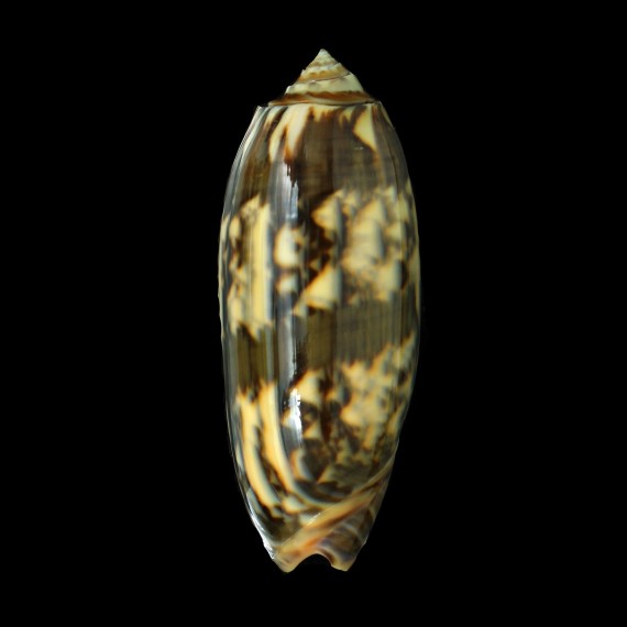 miniacea saturata 96,0mm