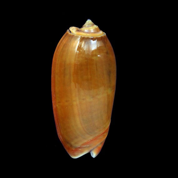 vidua aurata 52,0mm
