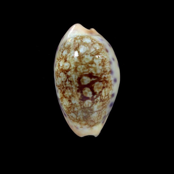 chinensis variolaria f. kwazulu 28,4mm