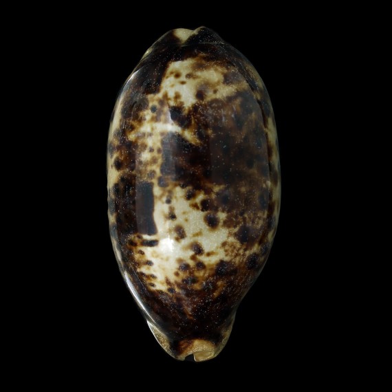 testudinaria 128,2mm