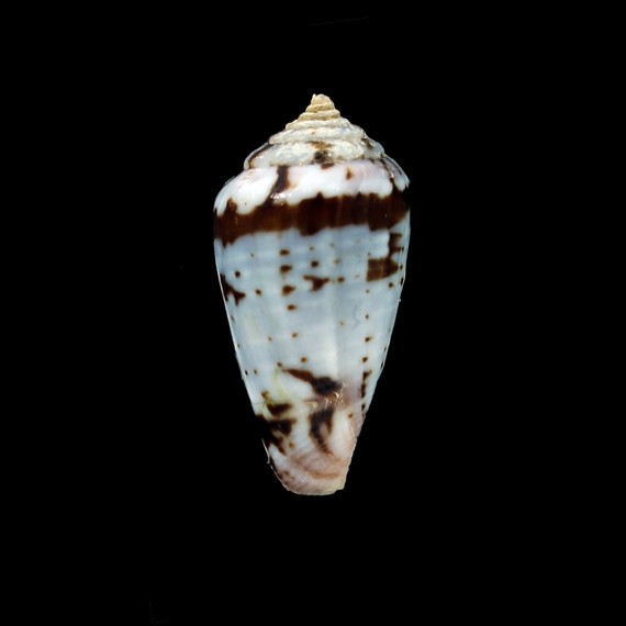 algoensis scitulus 24,6mm