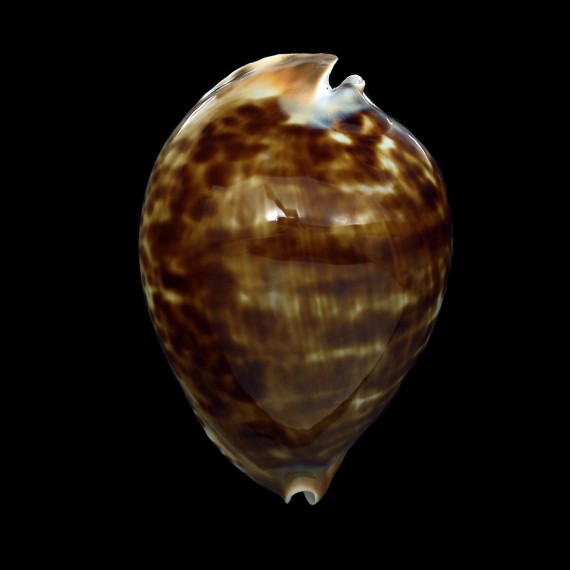 friendii vercoi 73,0mm