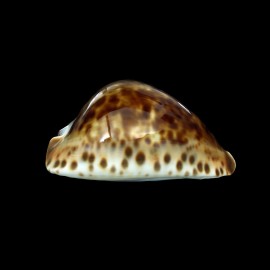 friendii vercoi 73,0mm