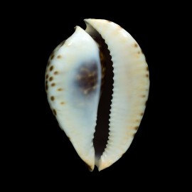 friendii vercoi 73,0mm