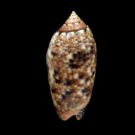 annulata intricata 39,3mm