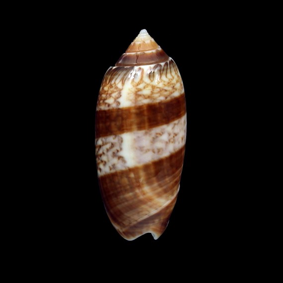 reticularis bifaciata 37,5mm