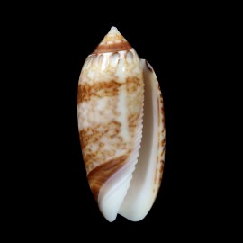 reticularis bifaciata 37,5mm