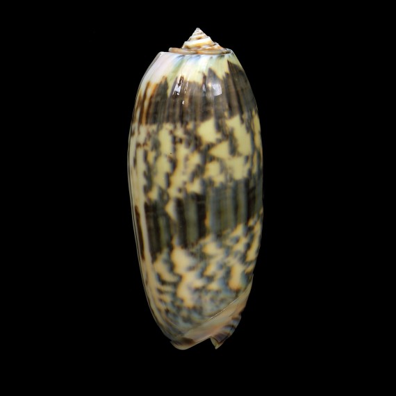 miniacea 92,6mm