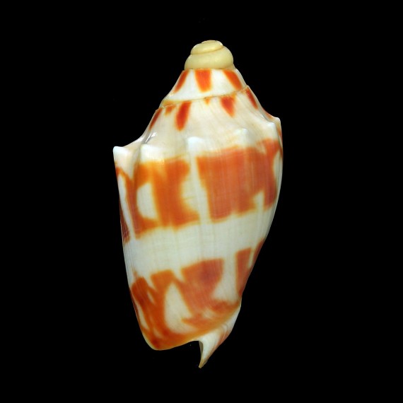 deshayesi 59,7mm