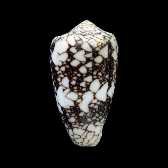 pennaceus marmoricolor 47,1mm