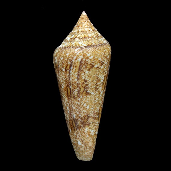 gloriamaris 81,8mm