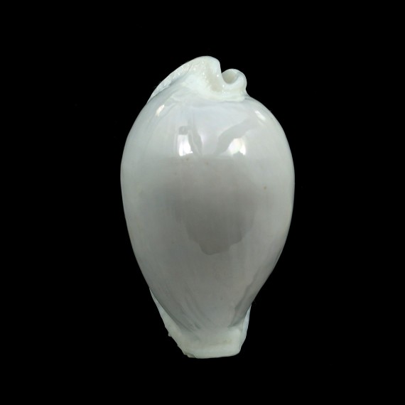 eburnea 47,2mm