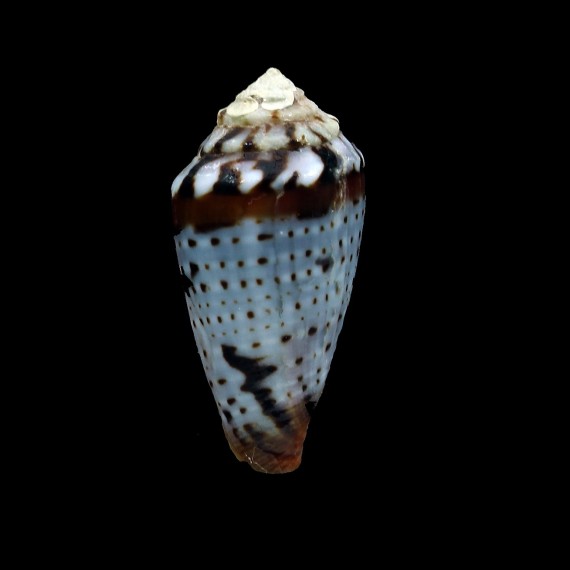 algoensis scitulus 27,8mm SUPERB