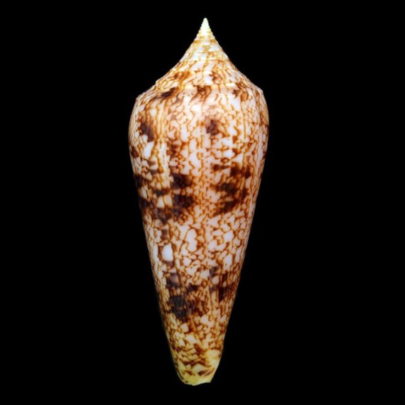 neptunus