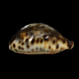 fultoni fultoni 58,7mm POR