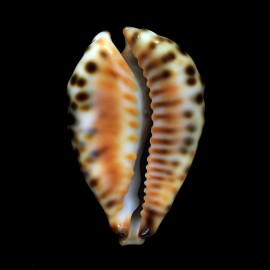 fultoni fultoni 58,7mm POR