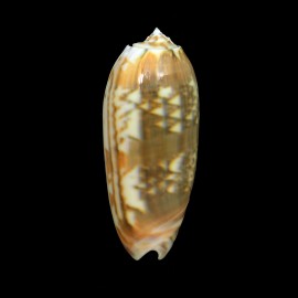 miniacea 80,8mm