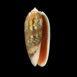 miniacea 80,8mm
