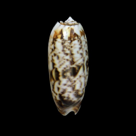 miniacea 63,7mm INTERESTING