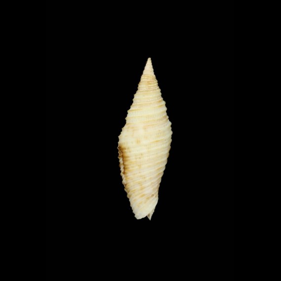 baisei