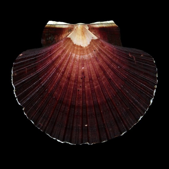 keppelianus 76,5mm BIG