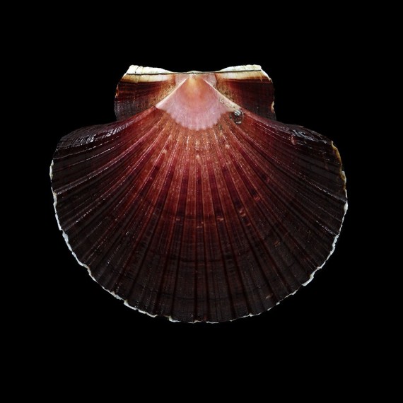 keppelianus 72,0mm