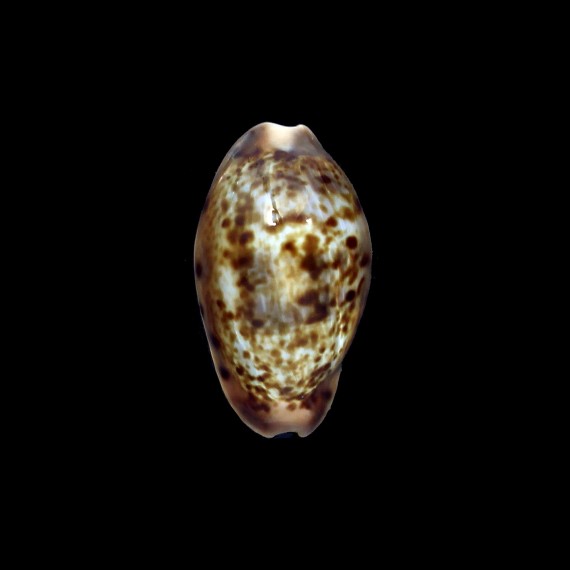 picta 26,5mm