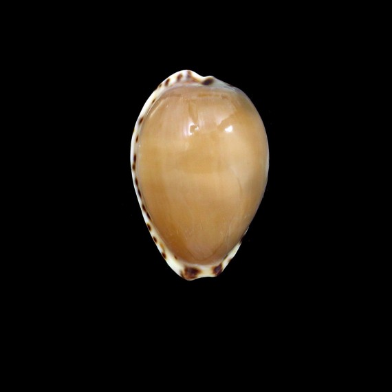 angustata 27,0mm
